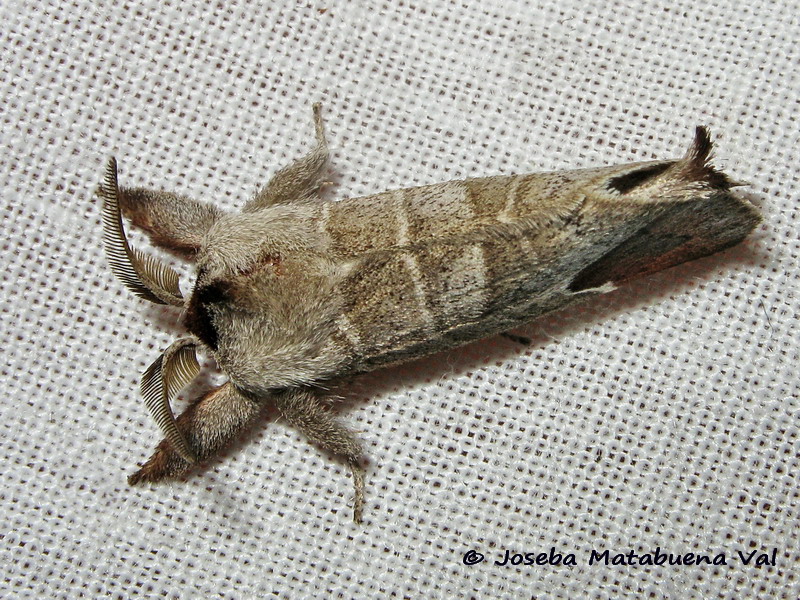 Clostera curtula - Notodontidae